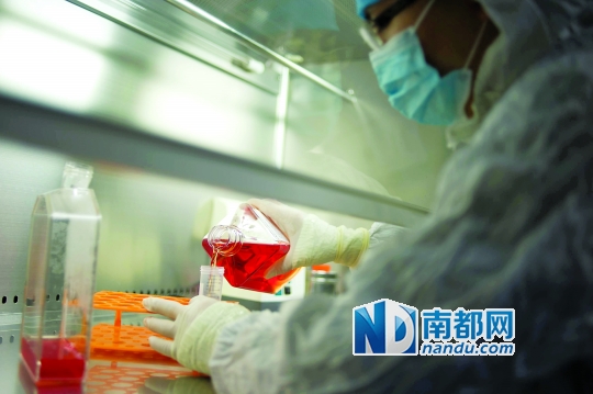 <p>&nbsp;&nbsp;&nbsp;&nbsp;免疫細(xì)胞被重懸到無血清培養(yǎng)基進(jìn)行培養(yǎng)。</p>