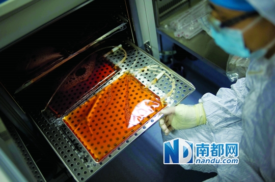 <p>&nbsp;&nbsp;&nbsp;&nbsp;免疫細(xì)胞培養(yǎng)到一定數(shù)量后轉(zhuǎn)移到更大的袋子里儲(chǔ)存。</p>