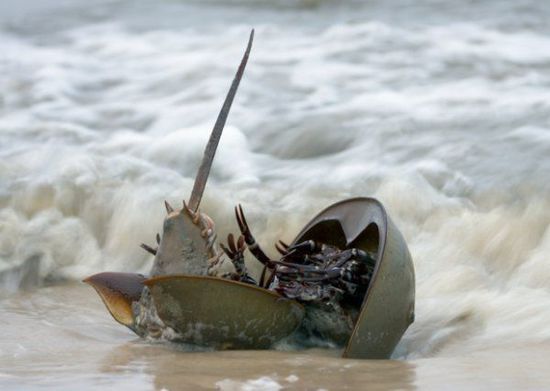 關于鱟的十個秘密