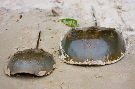 關于鱟的十個秘密