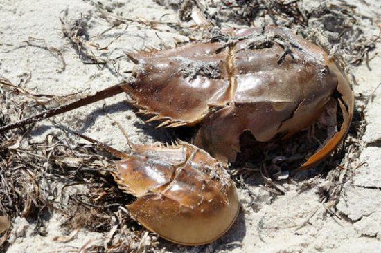 關于鱟的十個秘密