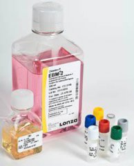 LONZA內(nèi)皮細胞、支氣管上皮細胞生長培養(yǎng)基