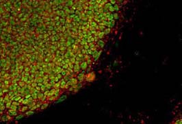 Lonza L7?人多功能干細胞培養(yǎng)系統(tǒng)